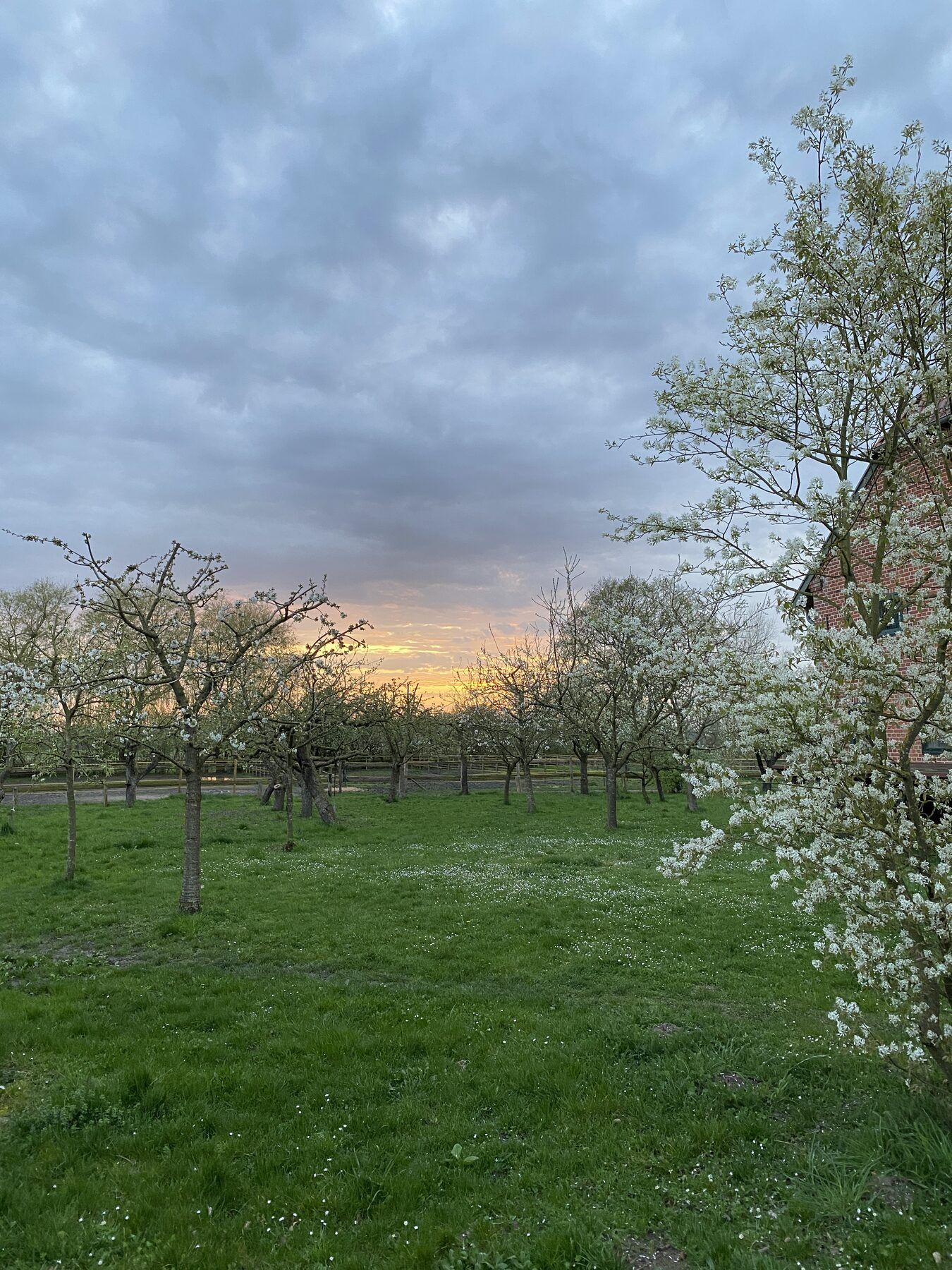 Kirschblüten im Abendlicht